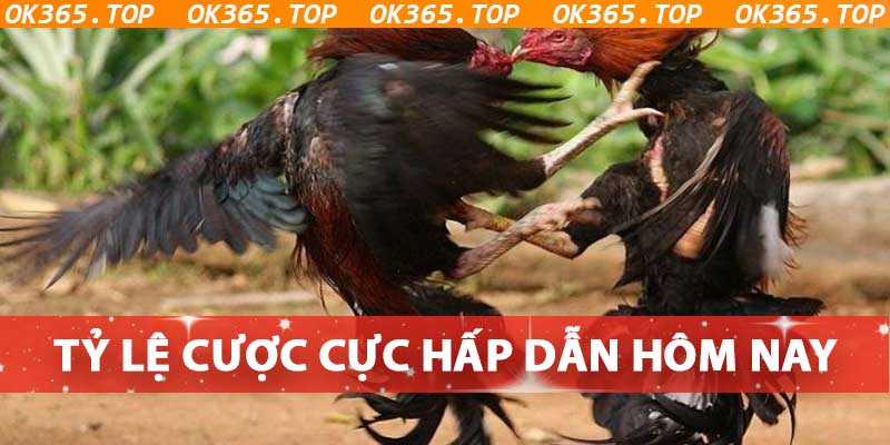 Tỷ lệ cược được OK365 cập nhật liên tục